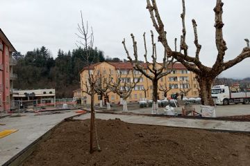 Nuove potature, alberi più sicuri