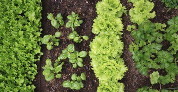 Orti urbani, nuovo bando